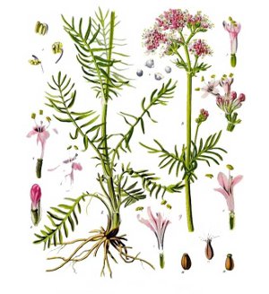 corsi-valeriana-officinalis